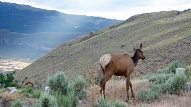 Yellowstone nous voila!